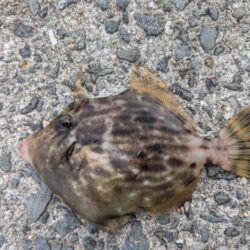 シルバーウィーク後の平日釣行